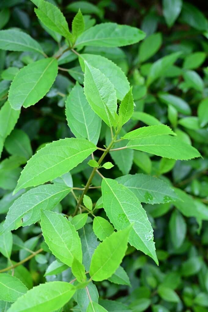 Image of Hedycarya angustifolia A. Cunn.