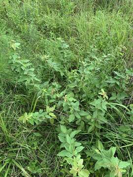 Desmodium nuttallii (Schindl.) B. G. Schub. resmi