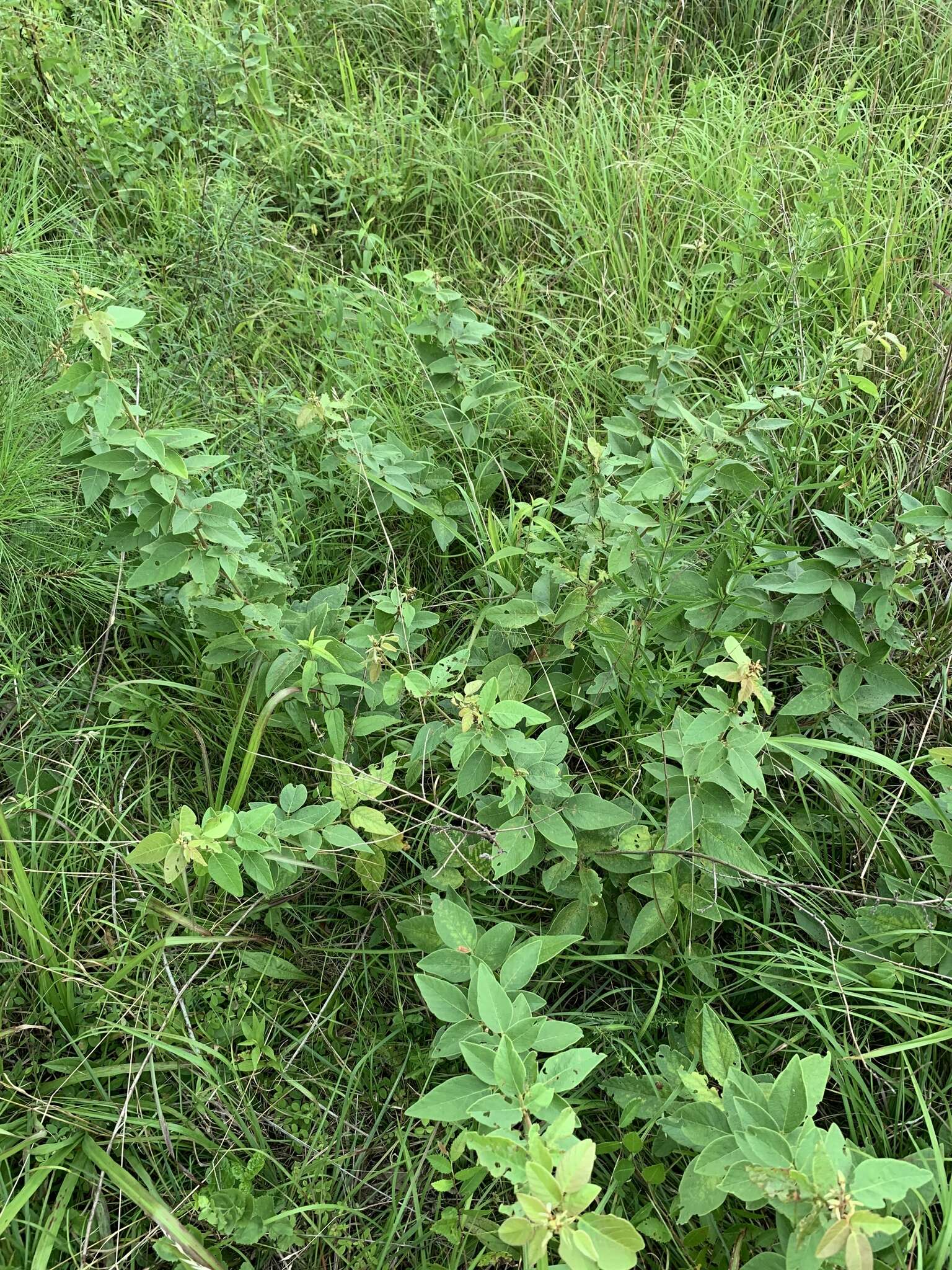 Image of Nuttall's ticktrefoil