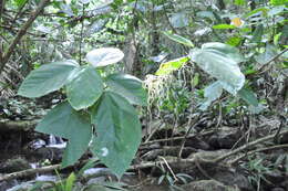 Image of Myriocarpa longipes Liebm.