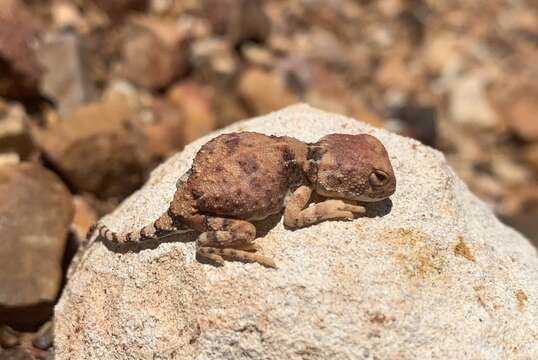 Image of Gibber Earless Dragon