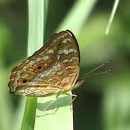 Image of Junonia lemonias aenaria Fruhstorfer 1912