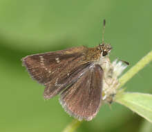 Aeromachus pygmaeus Fabricius 1775 resmi