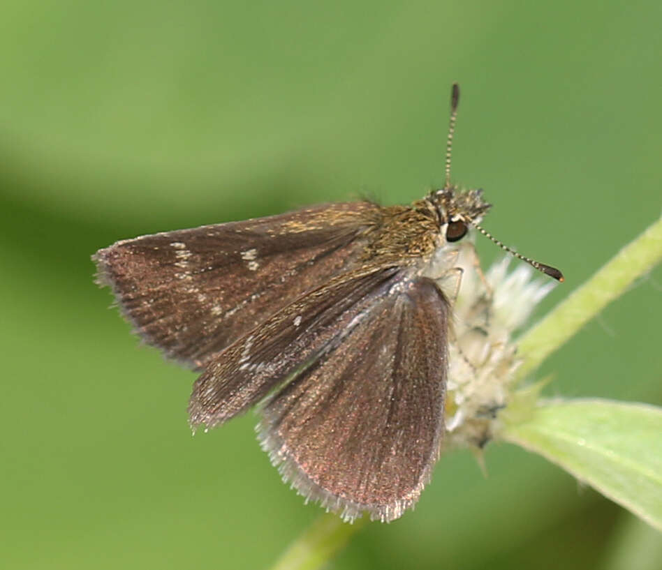 Image of Pygmy Scrub-hopper