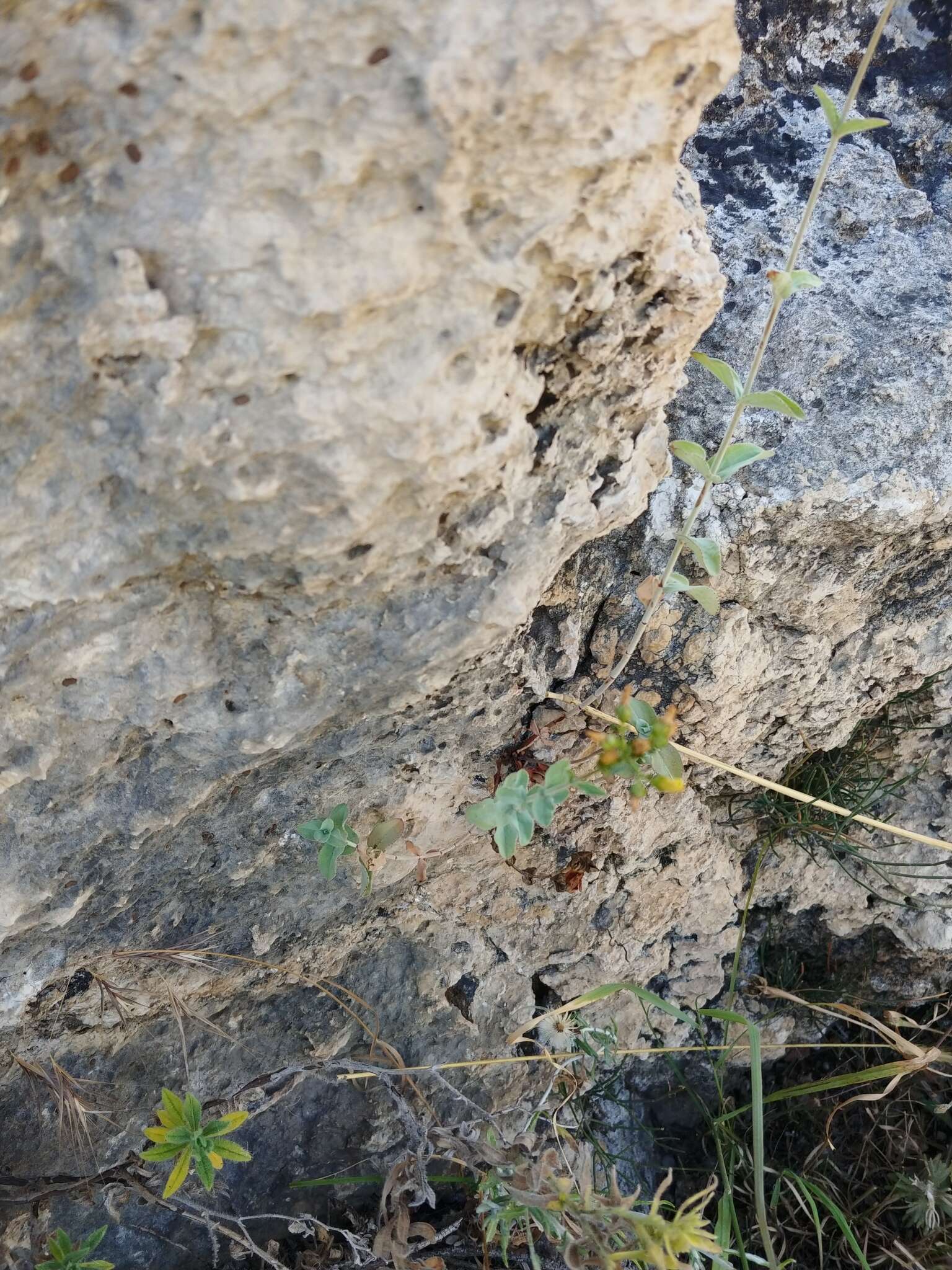 Image of Hypericum lanuginosum Lam.