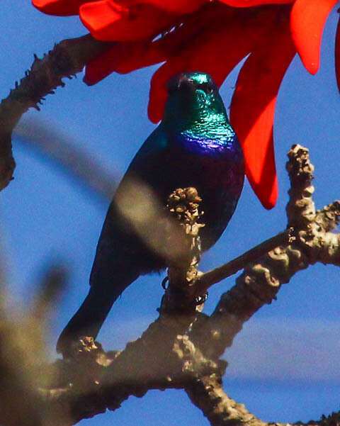 Image of Purple-banded Sunbird