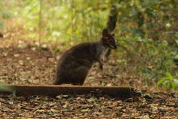 Image of Red-legged Pademelon