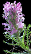 Image of woolly lousewort