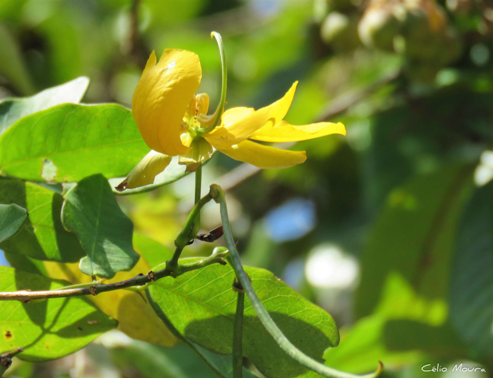 Senna splendida var. gloriosa H. S. Irwin & Barneby resmi