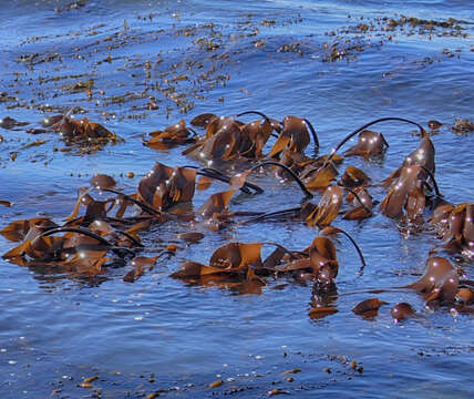 Image of Laminaria setchellii