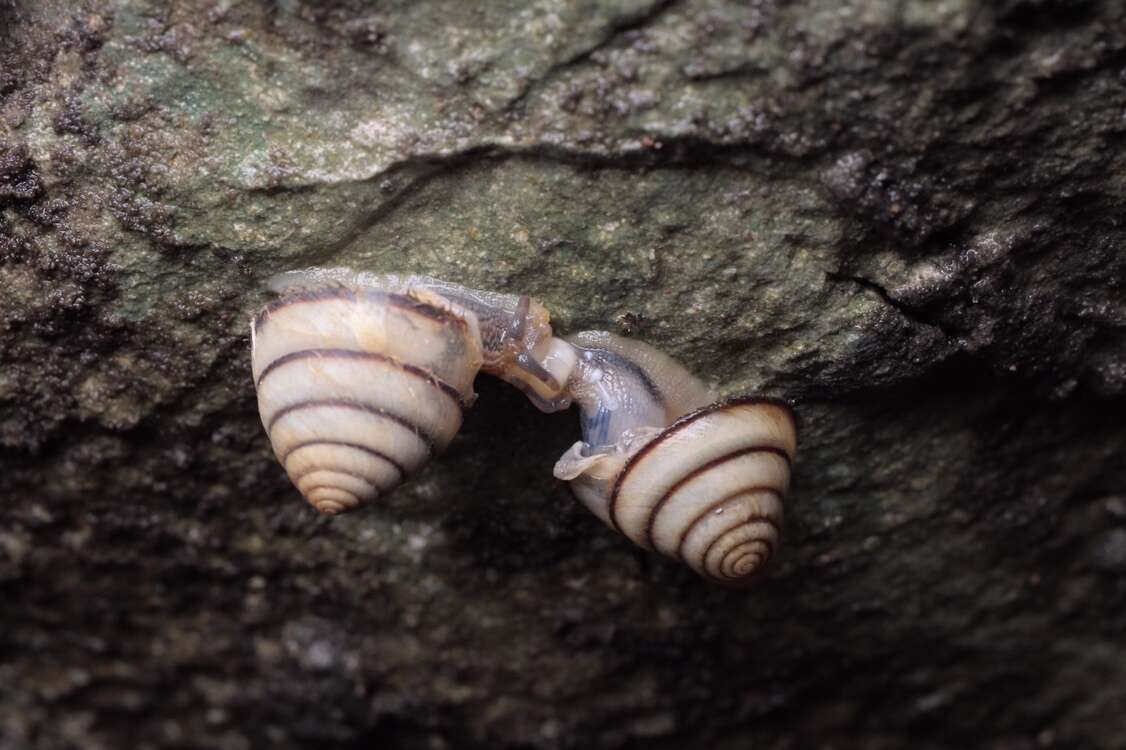 Plancia ëd Plectotropis brevibarbis (Pfeiffer 1859)