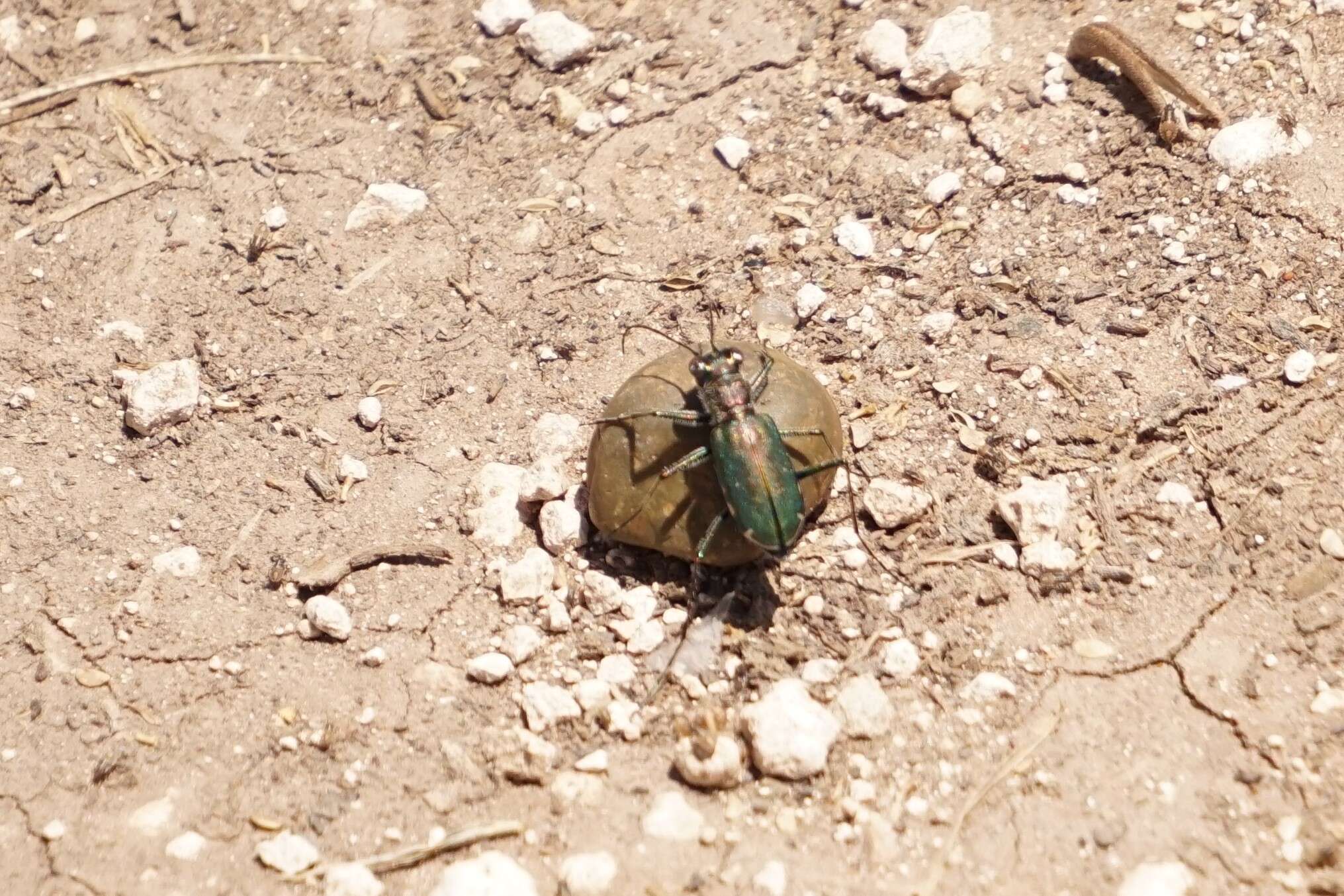 Image of Cicindela (Cicindelidia) punctulata chihuahuae Bates 1890