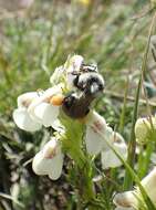 Image of Bombus vancouverensis nearcticus Handlirsch 1888