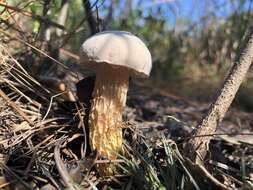 Sivun Austroboletus subflavidus (Murrill) Wolfe 1980 kuva