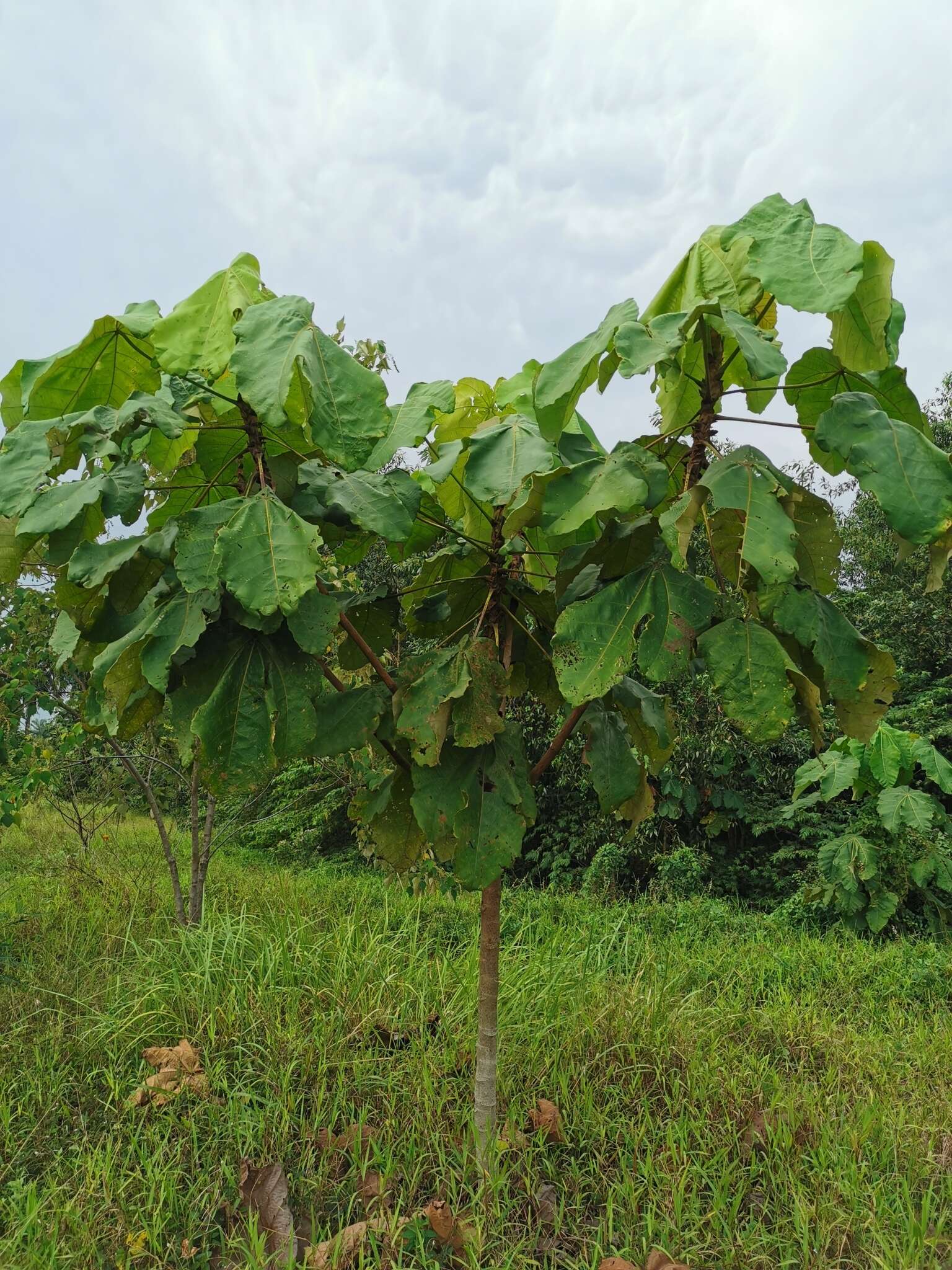 Image of Macaranga gigantea (Rchb. fil. & Zoll.) Müll. Arg.