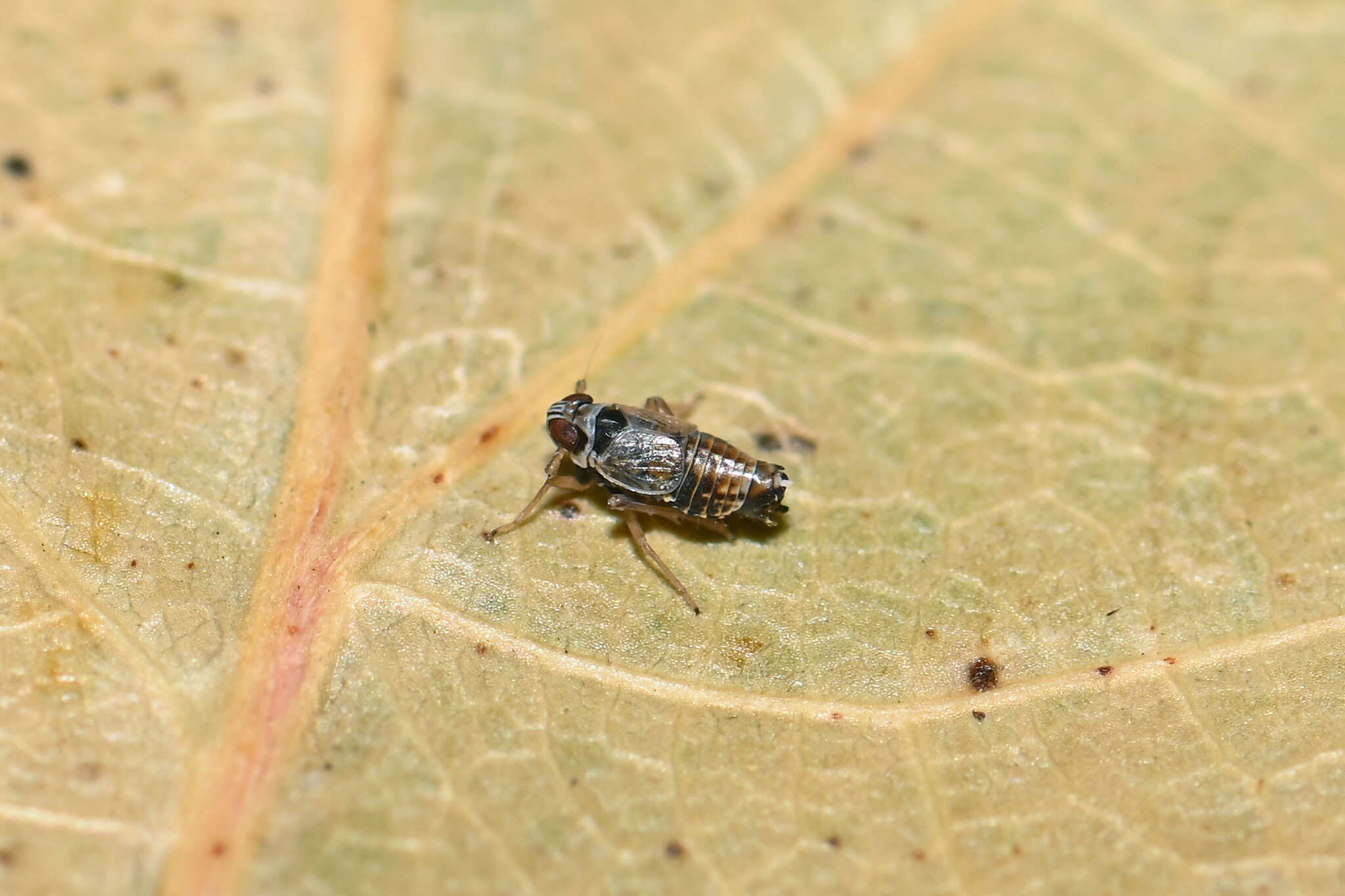 Hyledelphax elegantulus (Boheman 1847) resmi