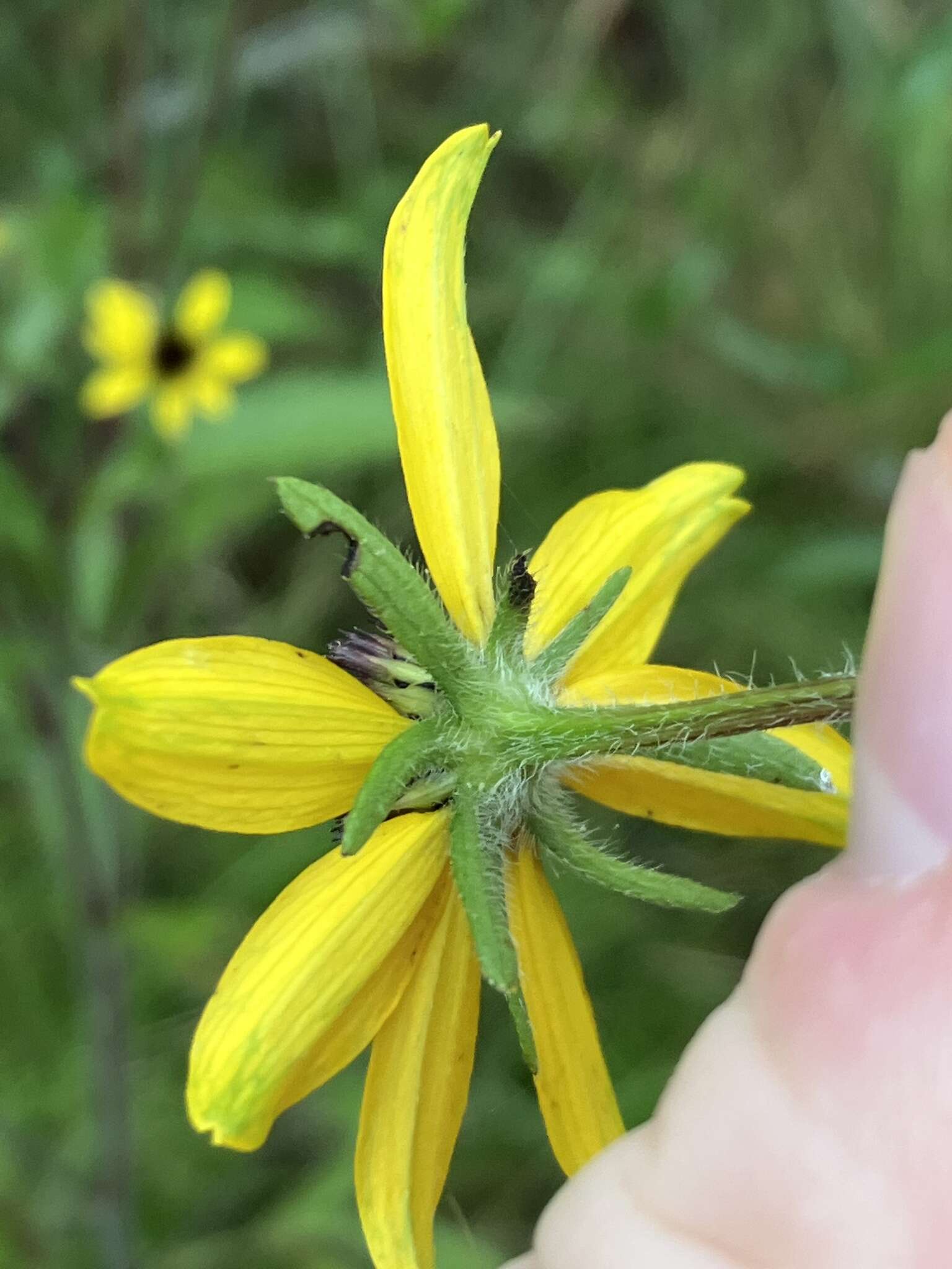 Image of browneyed Susan