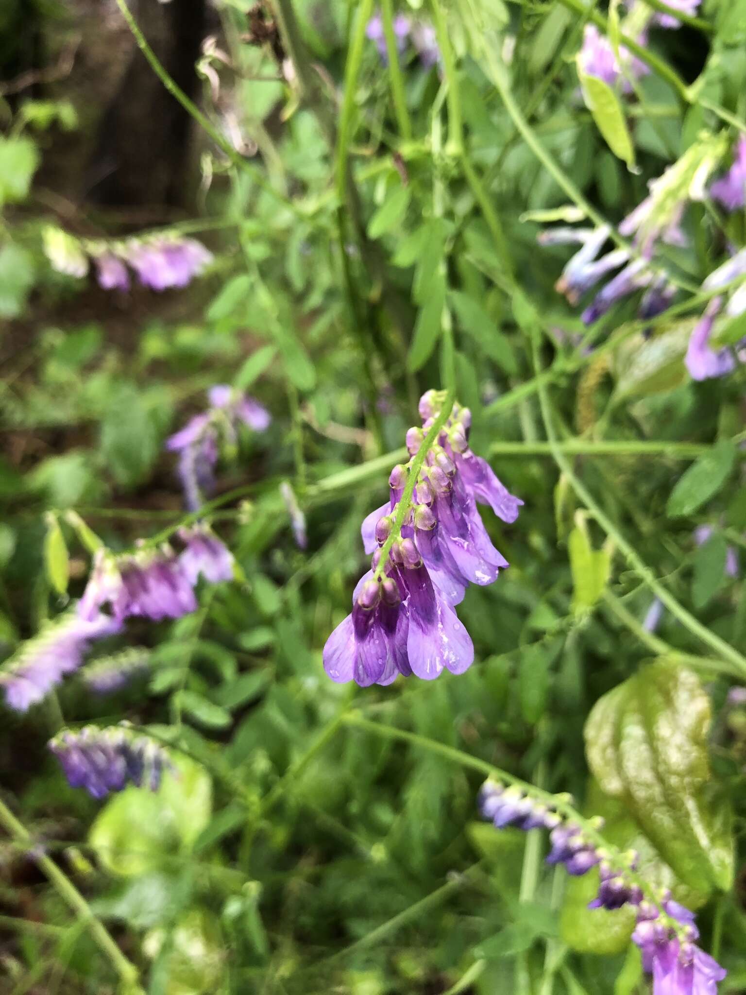 Imagem de Vicia villosa subsp. varia (Host) Corb.