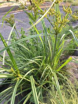 Image of Fox-Tail Flat Sedge