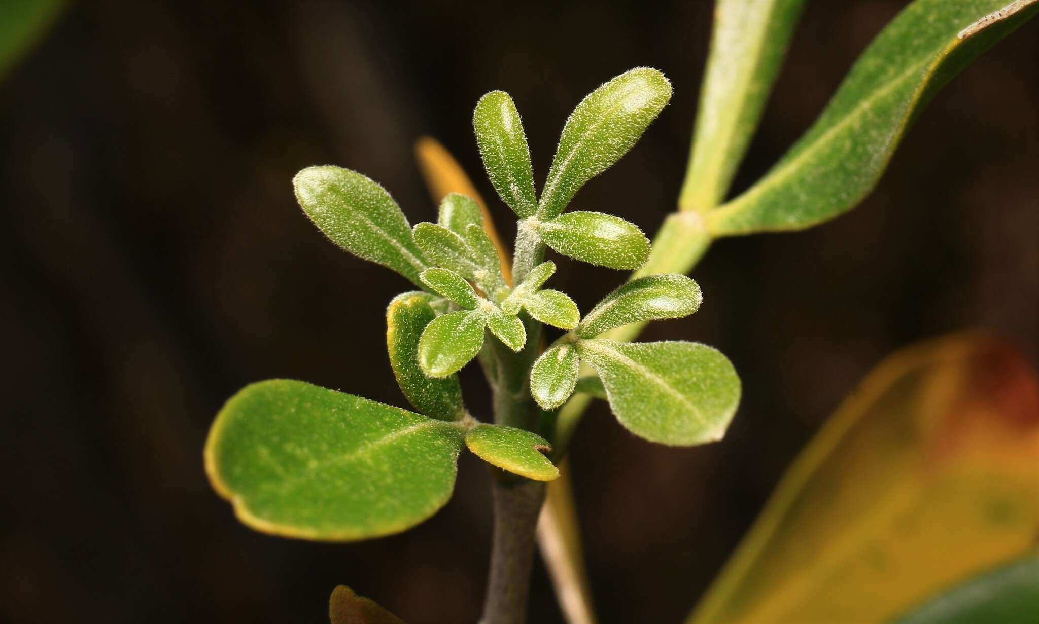 Imagem de Helietta parvifolia (Gray ex Hemsl.) Benth.