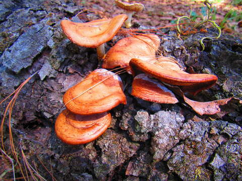 Image of Heimiomyces neovelutipes (Hongo) E. Horak 1980