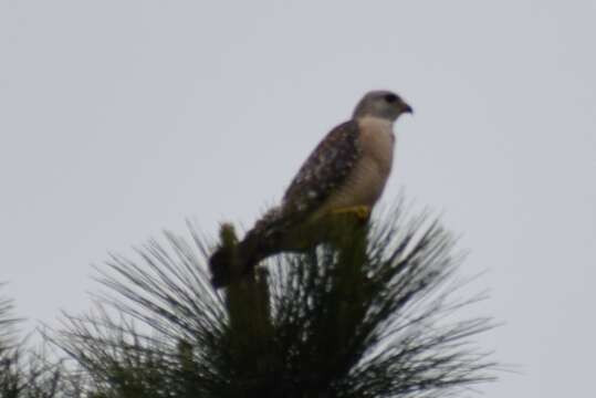 Image of Buteo lineatus extimus Bangs 1920