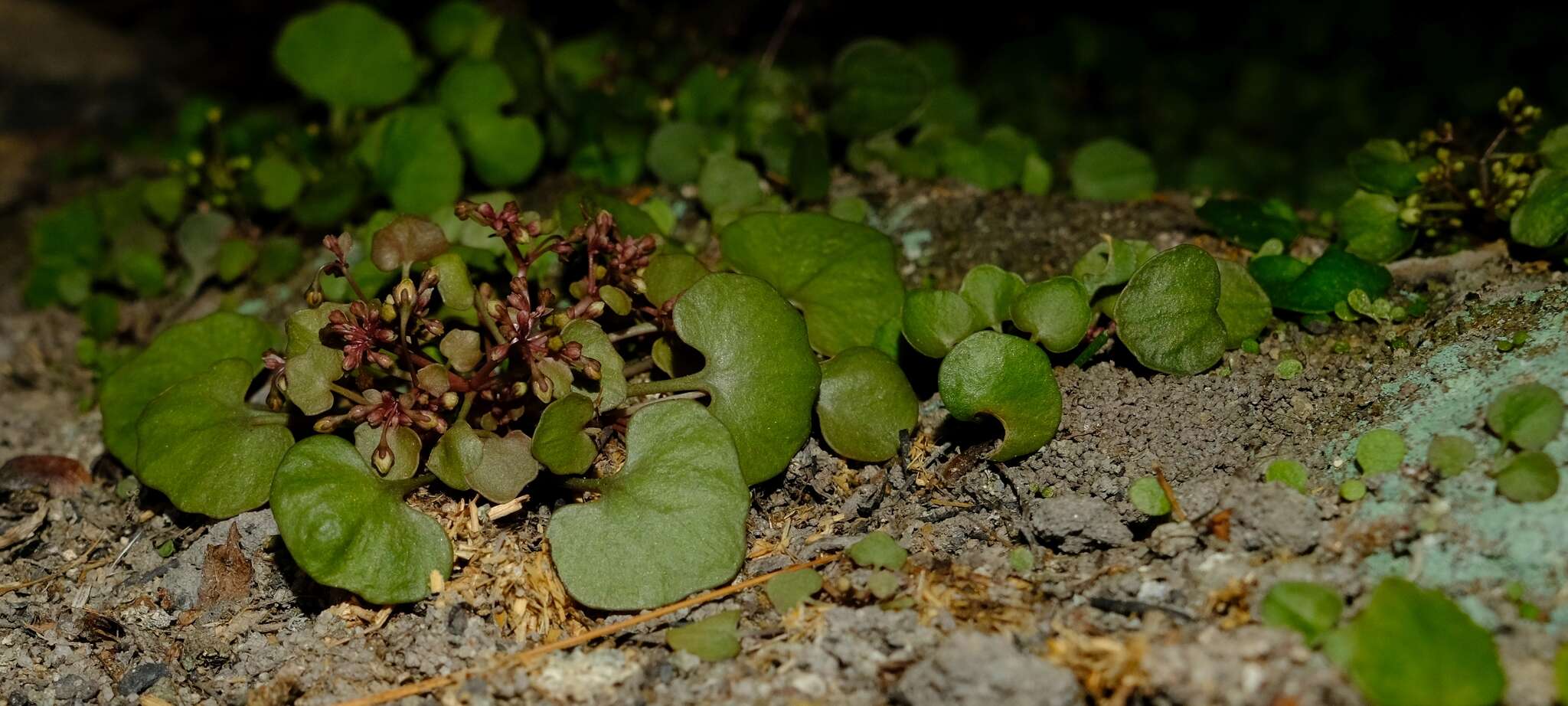 Image of Crassula dentata Thunb.