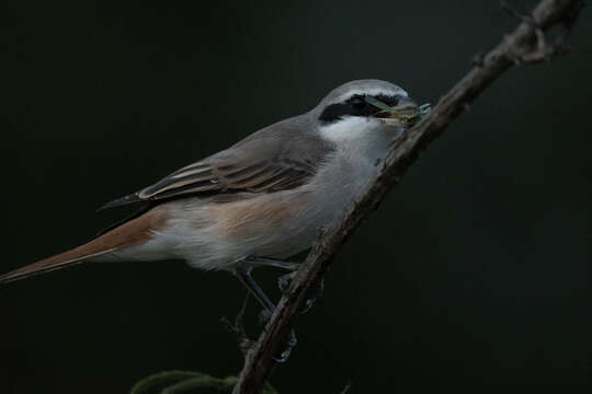 Image of Red-tailed Shrike