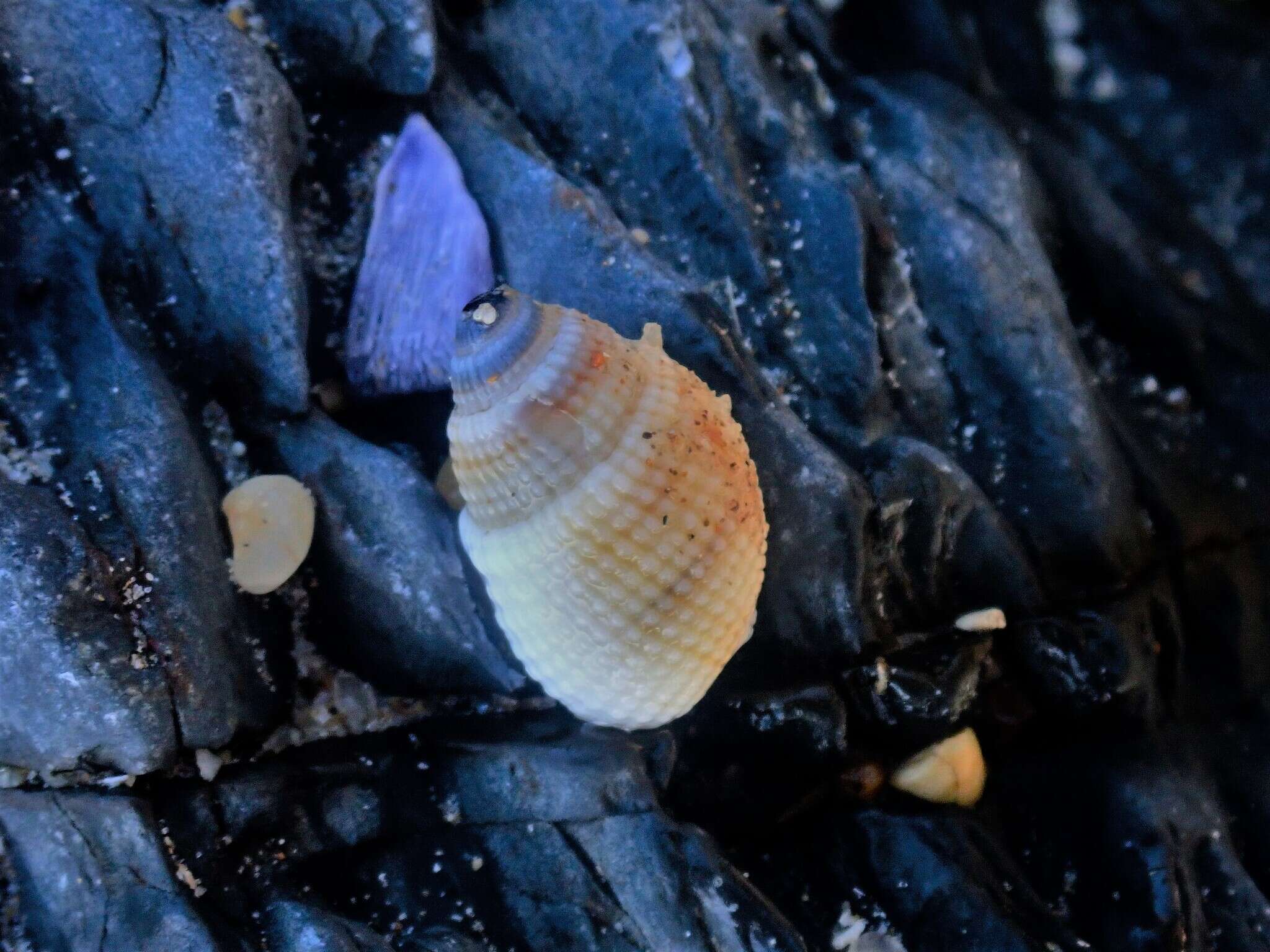 Image of Nassarius albescens (Dunker 1846)