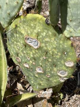 Image of Phyllosticta concava Seaver 1922