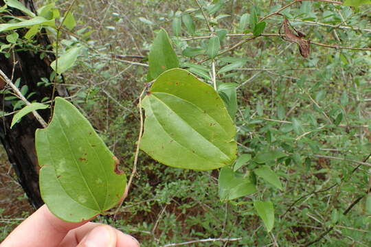 Smilax glauca Walter的圖片