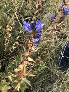 Image de Gentiana spathacea Kunth