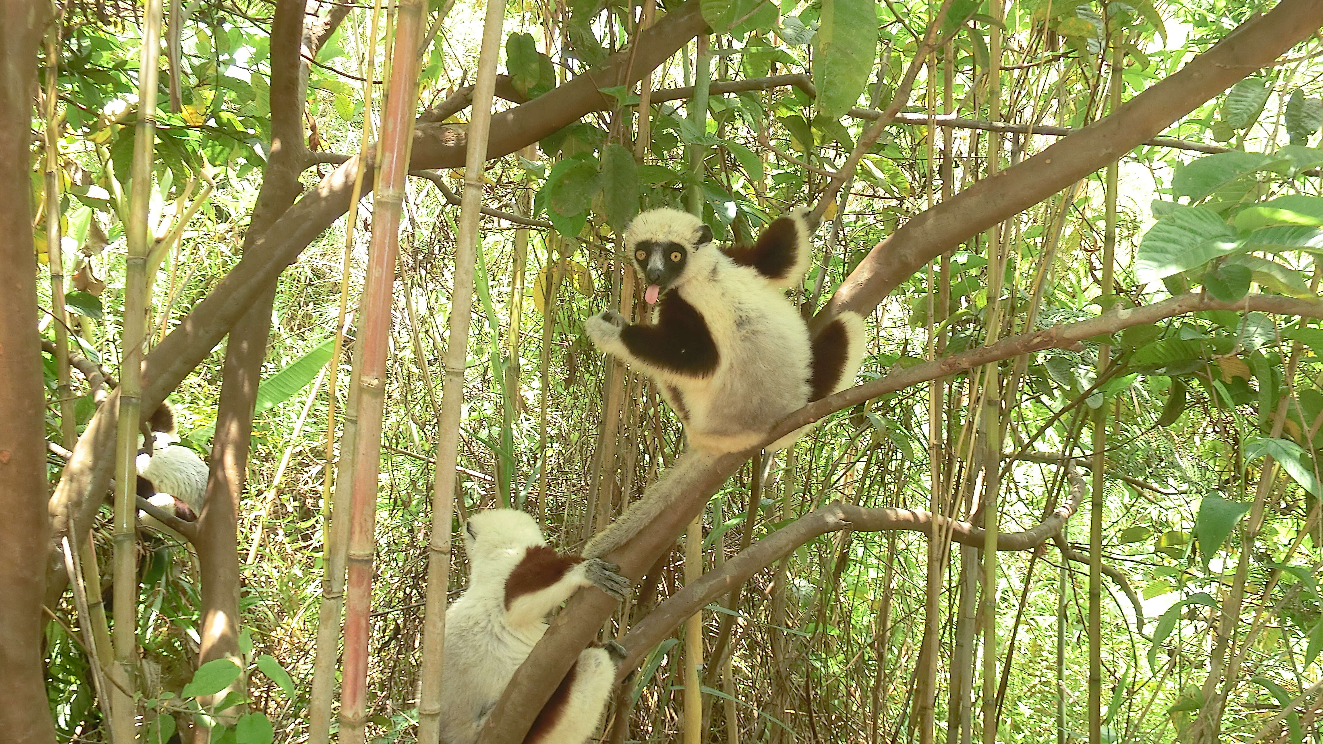 Image of Coquerel's Sifaka