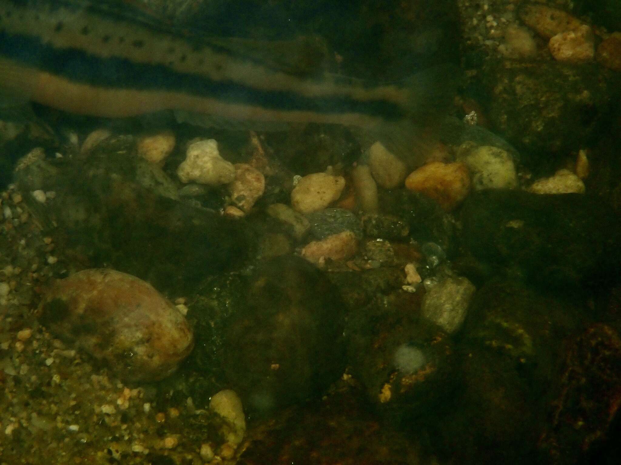 Image of Tangerine Darter