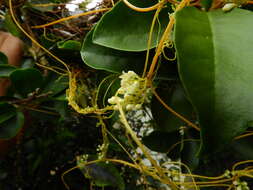 Plancia ëd Cuscuta suaveolens Ser.