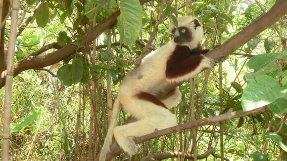 Image of Coquerel's Sifaka