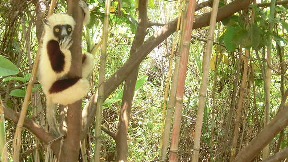 Image of Coquerel's Sifaka