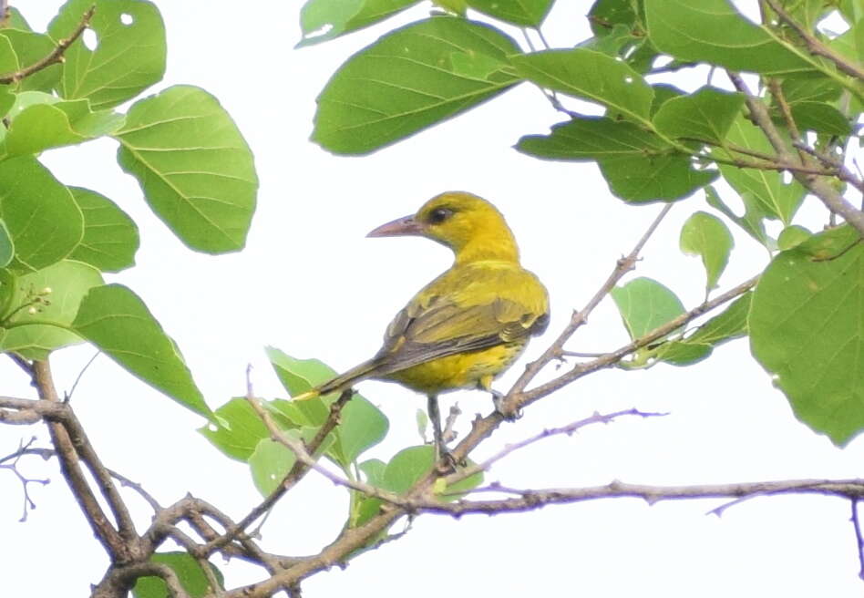 Image of Indian Golden Oriole