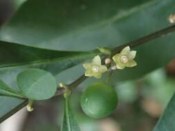 Слика од Solanum diphyllum L.