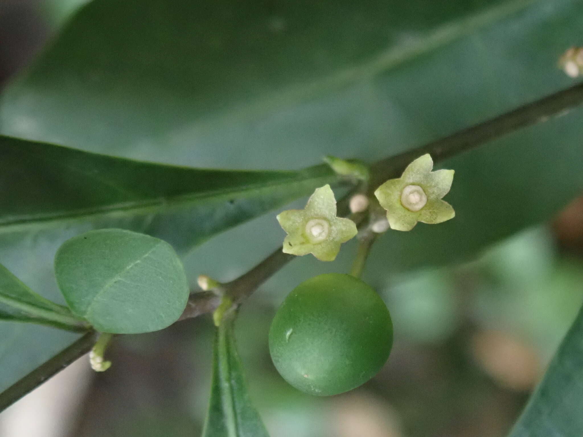 Image of twoleaf nightshade