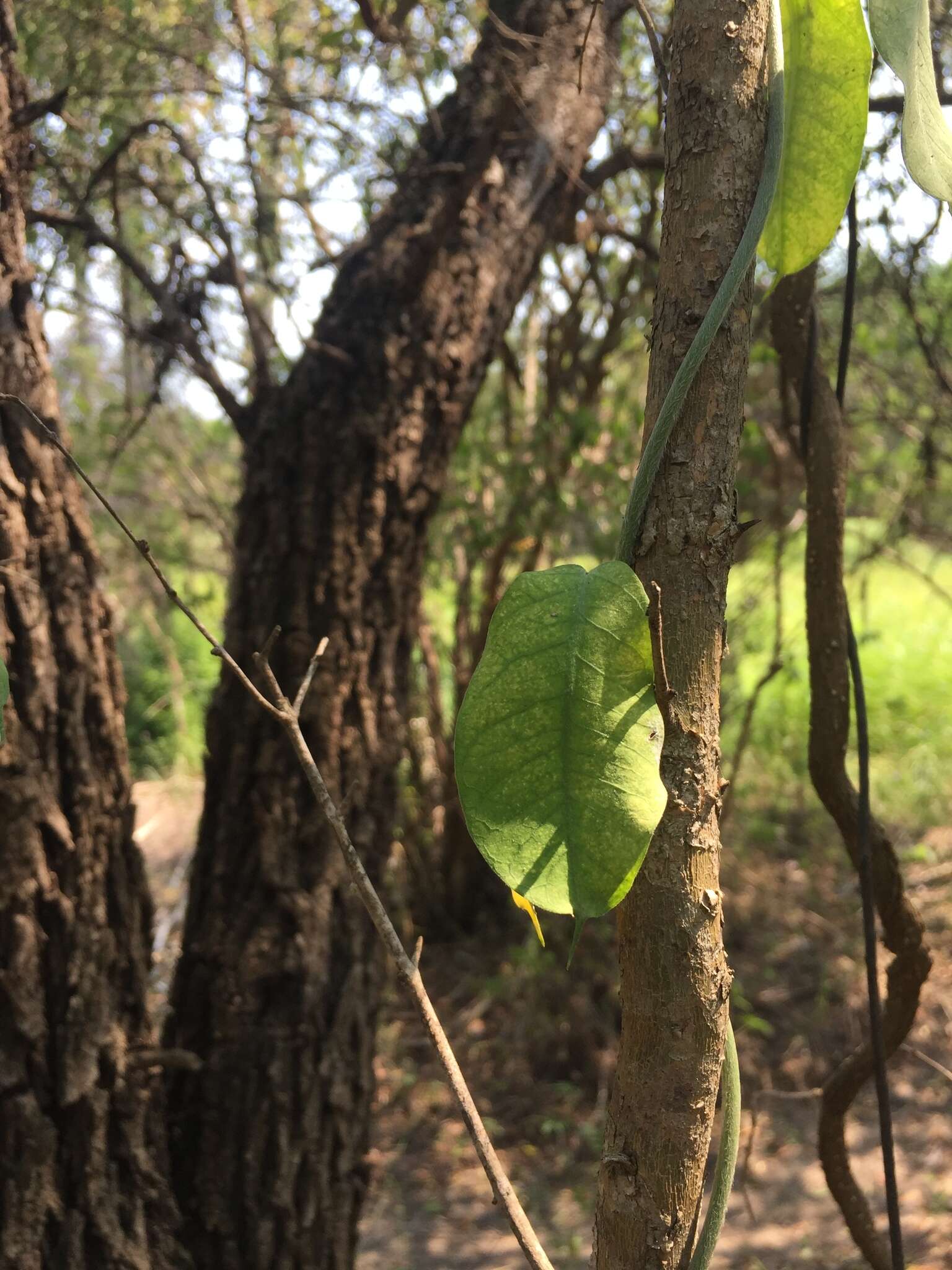 Gonolobus rostratus (Vahl) R. Br.的圖片