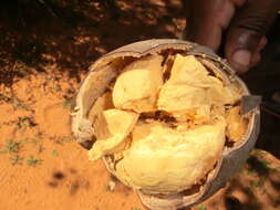 Image of Fony baobab