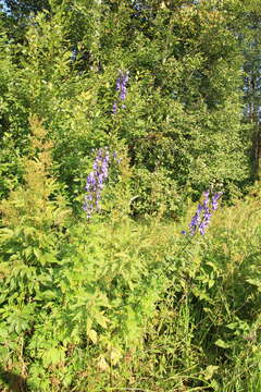 Слика од Aconitum napellus subsp. fissurae (E. I. Nyárády) W. Seitz