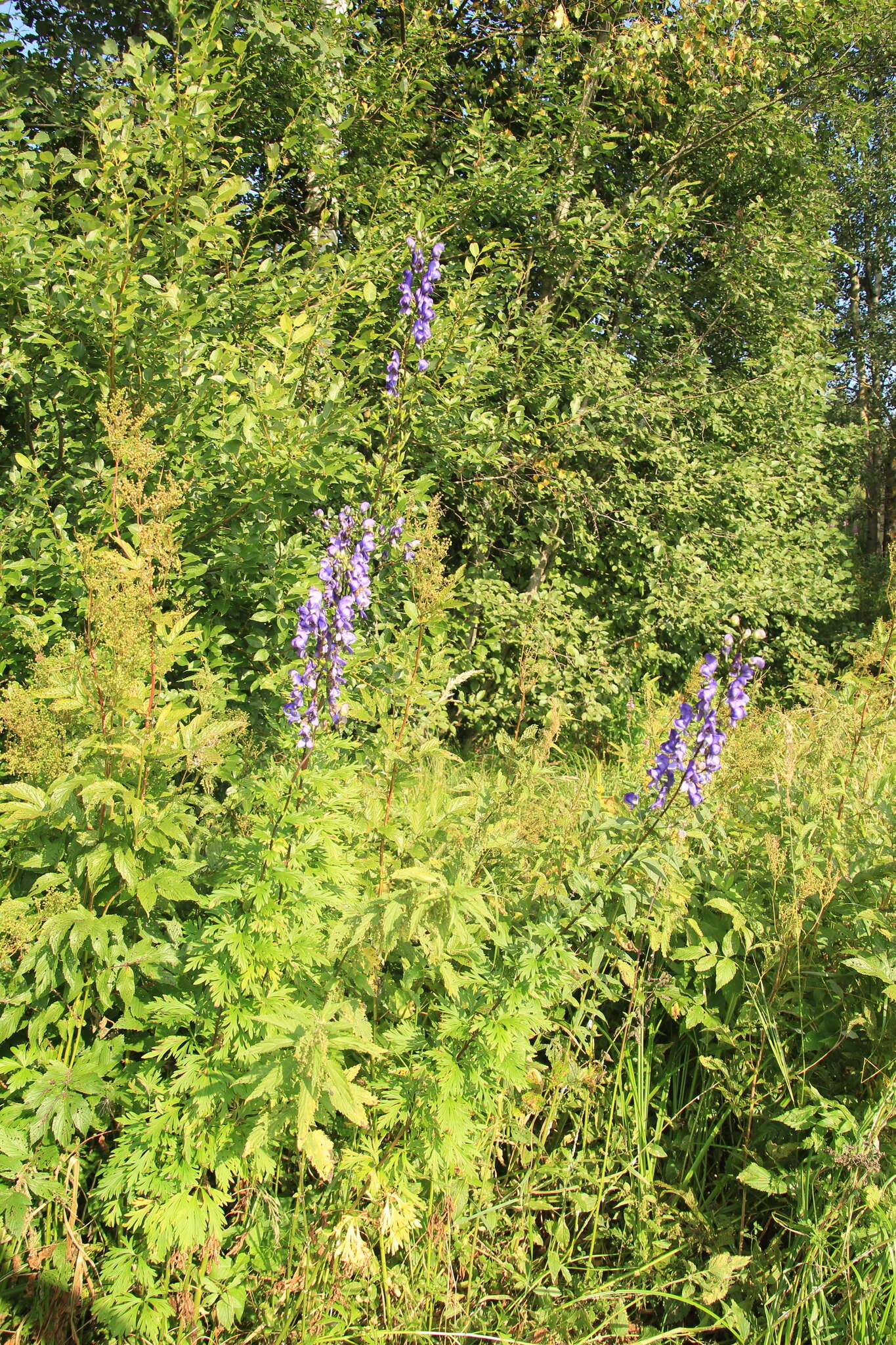 Слика од Aconitum napellus subsp. fissurae (E. I. Nyárády) W. Seitz