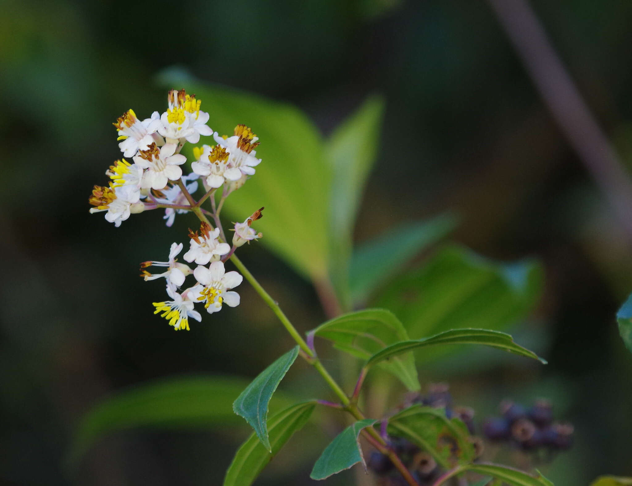 Miconia crocea (Desroussraux) Naud.的圖片