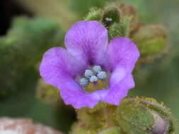 Image of blacktack phacelia