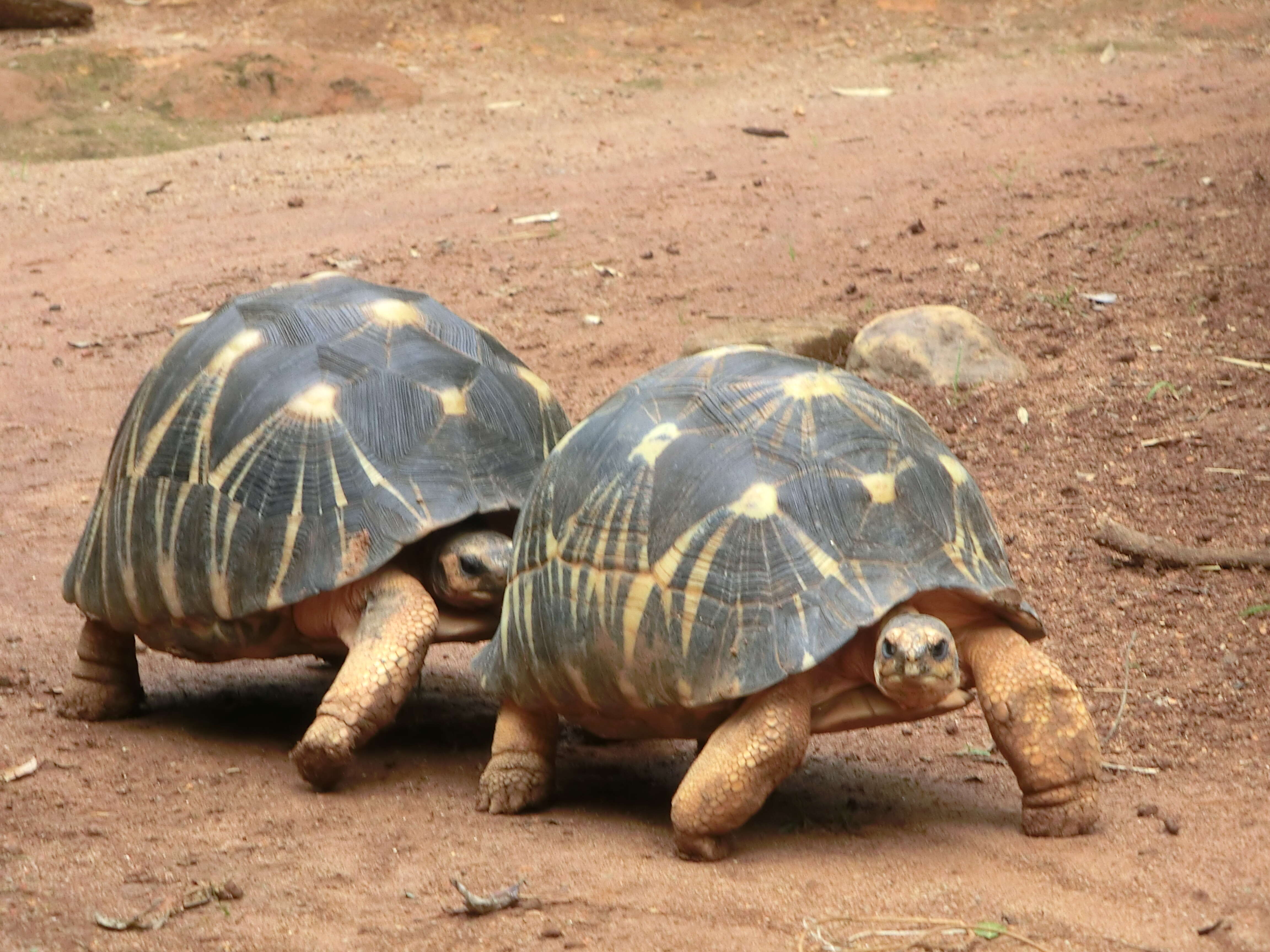 Image of Radiated Tortoise