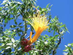 Image of Fony baobab