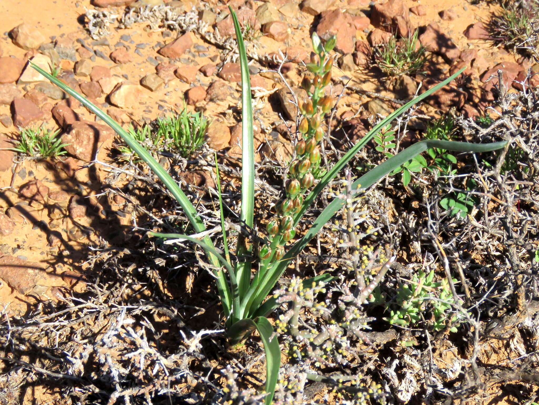 Image of Albuca virens (Lindl.) J. C. Manning & Goldblatt