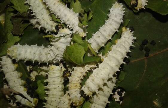 Image of Ailanthus Silkmoth